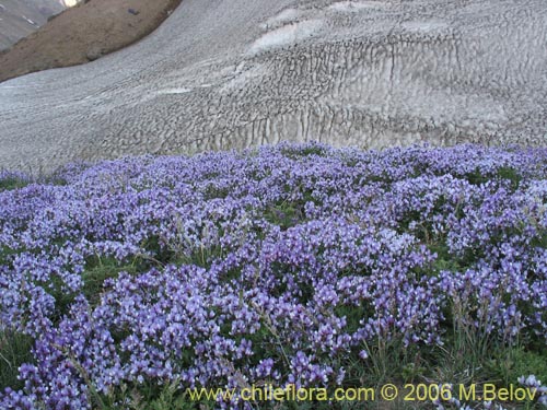 Astragalus cruckshanksiiの写真