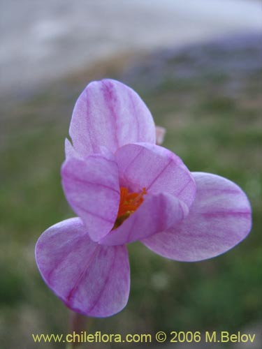 Imágen de Sisyrinchium sp. #1708 (). Haga un clic para aumentar parte de imágen.