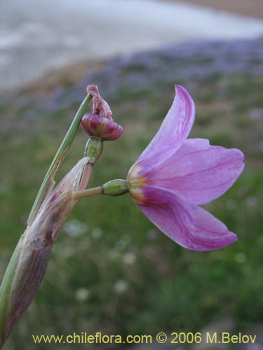 Bild von Sisyrinchium sp. #1708 (). Klicken Sie, um den Ausschnitt zu vergrössern.