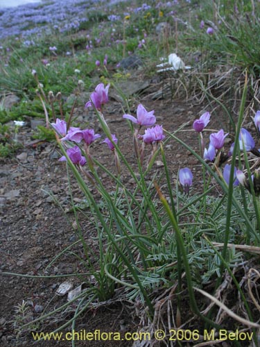 Bild von Sisyrinchium sp. #1708 (). Klicken Sie, um den Ausschnitt zu vergrössern.