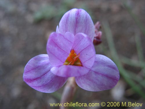 Bild von Sisyrinchium sp. #1708 (). Klicken Sie, um den Ausschnitt zu vergrössern.