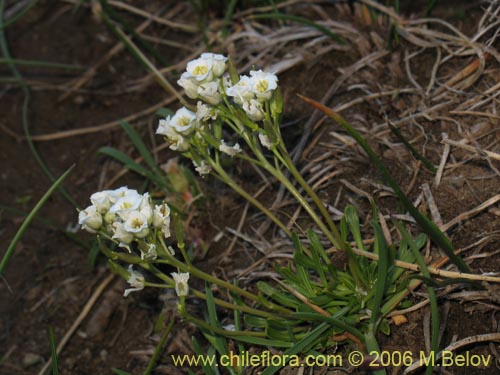 未確認の植物種 sp. #3023の写真