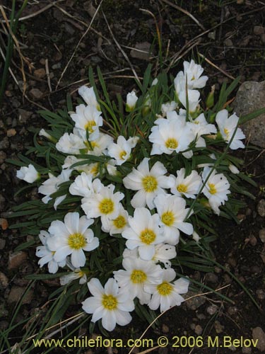 Calandrinia affinis의 사진