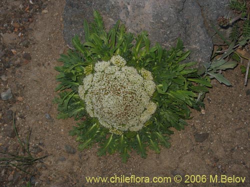 Imágen de Nastanthus agglomeratus (Coliflor del cerro). Haga un clic para aumentar parte de imágen.