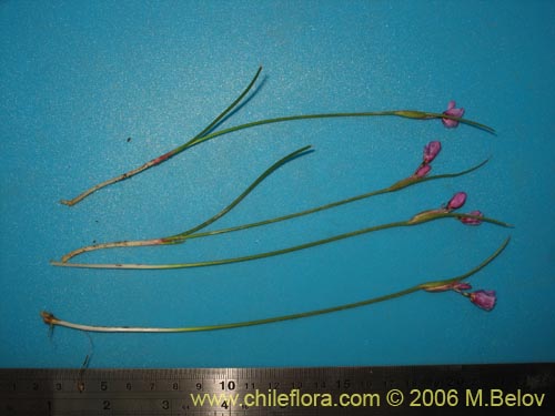 Image of Sisyrinchium sp. #1708 (). Click to enlarge parts of image.