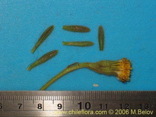 Image of Senecio sp. #1308 (). Click to enlarge parts of image.