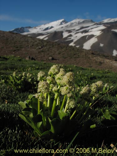 Bild von Valeriana macrorhiza (Valeriana). Klicken Sie, um den Ausschnitt zu vergrössern.