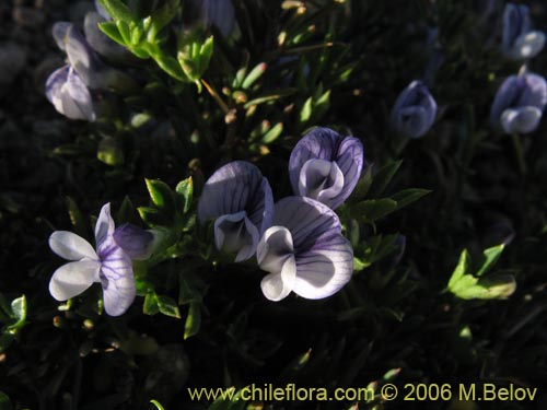 Vicia bijuga的照片