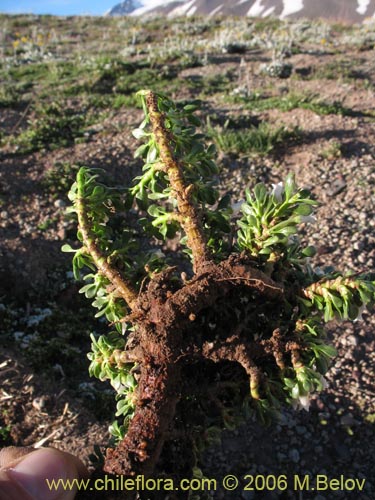 Image of Discaria nana (Discaria chica). Click to enlarge parts of image.