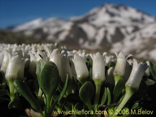 Image of Discaria nana (Discaria chica). Click to enlarge parts of image.