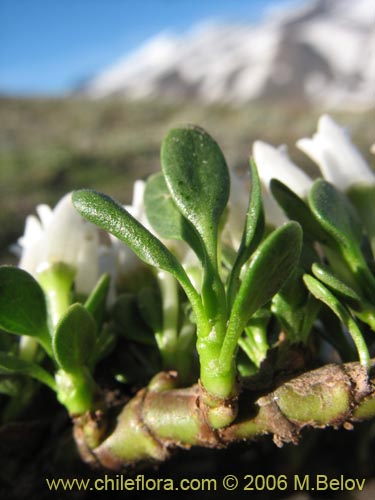 Image of Discaria nana (Discaria chica). Click to enlarge parts of image.