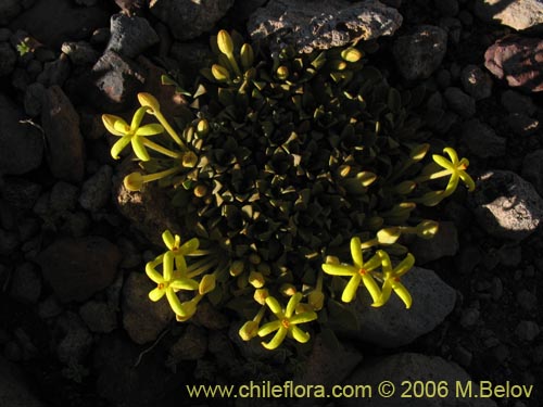 Imágen de Oreopolus glacialis (Oreopolo). Haga un clic para aumentar parte de imágen.