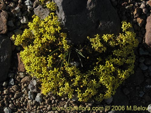 Bild von Oreopolus glacialis (Oreopolo). Klicken Sie, um den Ausschnitt zu vergrössern.