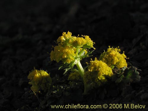 Image of Sanicula graveolens (Perejil del monte / Asta de cabra). Click to enlarge parts of image.