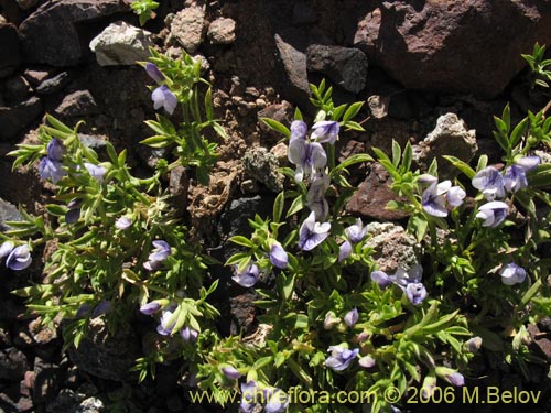 Vicia bijuga的照片