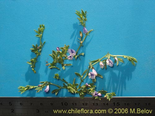 Vicia bijuga的照片