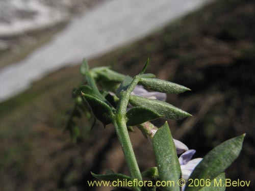 Image of Vicia bijuga (). Click to enlarge parts of image.