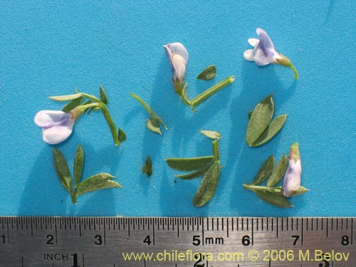 Vicia bijuga的照片