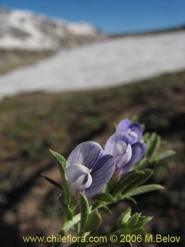 Vicia bijuga的照片