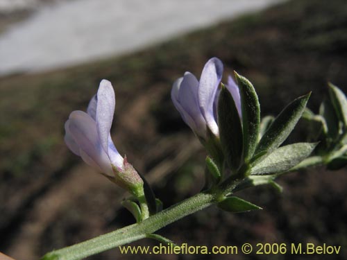 Vicia bijuga的照片