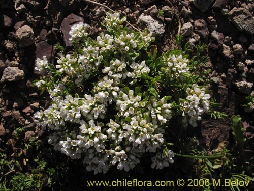 Imágen de Brassicaceae sp. #3083 (). Haga un clic para aumentar parte de imágen.