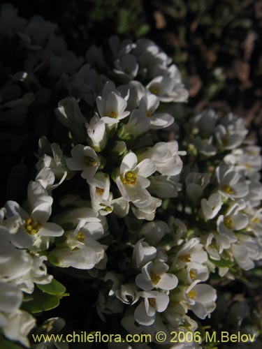 Image of Brassicaceae sp. #3083 (). Click to enlarge parts of image.