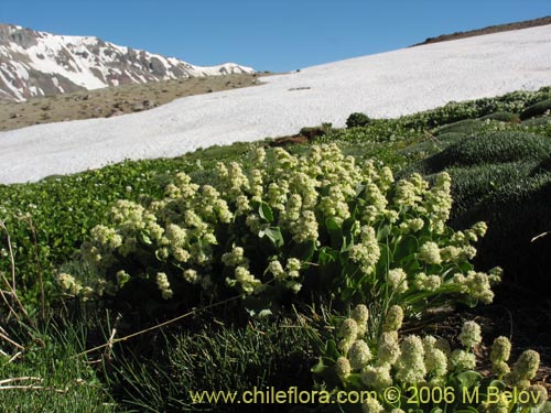 Bild von Valeriana macrorhiza (Valeriana). Klicken Sie, um den Ausschnitt zu vergrössern.