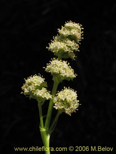 Фотография Valeriana macrorhiza (Valeriana). Щелкните, чтобы увеличить вырез.