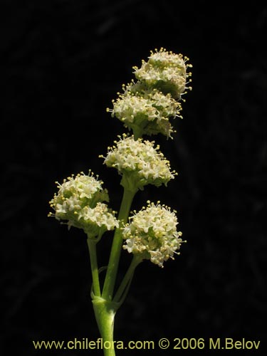 Valeriana macrorhiza的照片