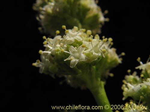 Imágen de Valeriana macrorhiza (Valeriana). Haga un clic para aumentar parte de imágen.
