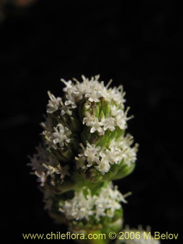 Valeriana macrorhizaの写真
