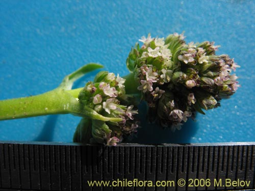 Image of Valeriana macrorhiza (Valeriana). Click to enlarge parts of image.