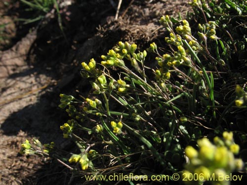 Image of Unidentified Plant sp. #2417 (). Click to enlarge parts of image.