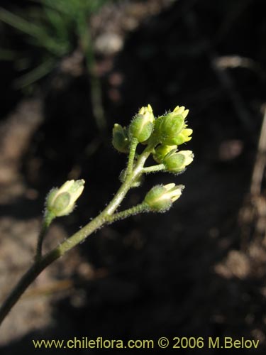 Imágen de Planta no identificada sp. #2417 (). Haga un clic para aumentar parte de imágen.