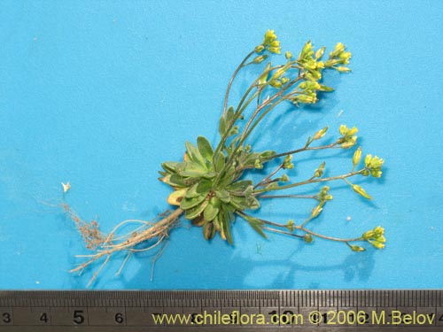 Image of Unidentified Plant sp. #2417 (). Click to enlarge parts of image.