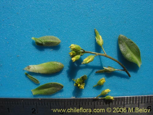 Image of Unidentified Plant sp. #2417 (). Click to enlarge parts of image.