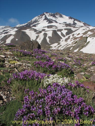 Astragalus cruckshanksii의 사진