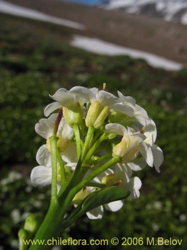 Brassicaceae sp. #3084の写真