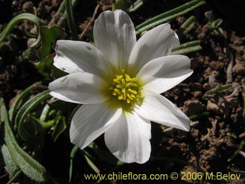 Calandrinia affinis의 사진