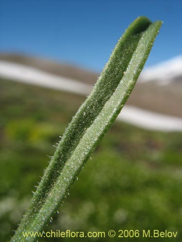 Calandrinia affinis的照片