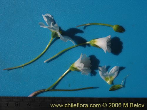 Calandrinia affinis의 사진