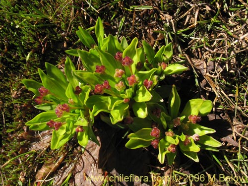 Plantago sp. #1678의 사진