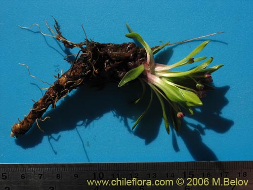 Image of Plantago sp. #1678 (). Click to enlarge parts of image.