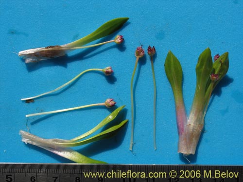 Image of Plantago sp. #1678 (). Click to enlarge parts of image.