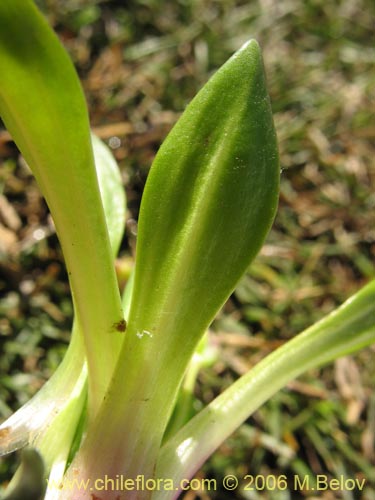 Image of Plantago sp. #1678 (). Click to enlarge parts of image.