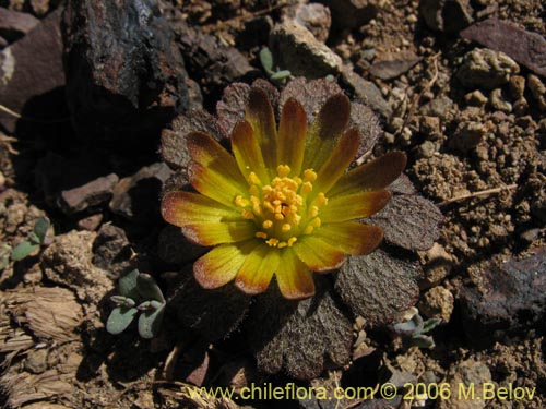 Фотография Barneoudia major var. major (). Щелкните, чтобы увеличить вырез.