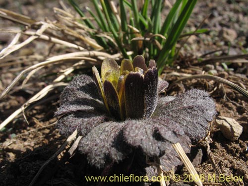 Image of Barneoudia major var. major (). Click to enlarge parts of image.