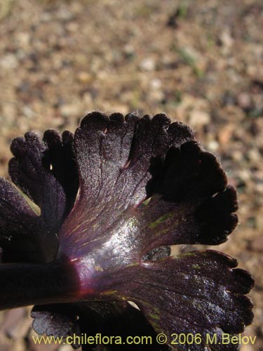 Bild von Barneoudia major var. major (). Klicken Sie, um den Ausschnitt zu vergrössern.