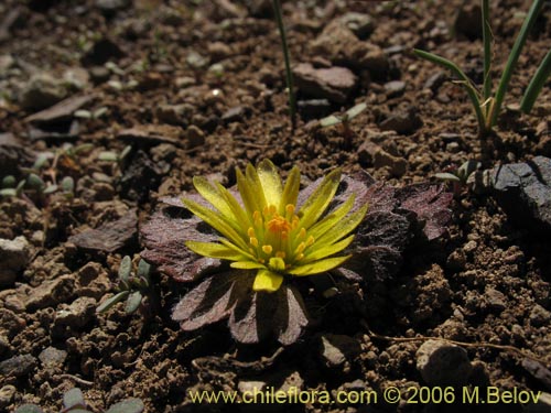 Imágen de Barneoudia major var. major (). Haga un clic para aumentar parte de imágen.