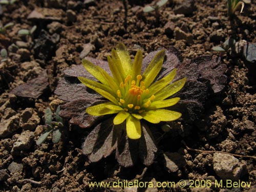 Imágen de Barneoudia major var. major (). Haga un clic para aumentar parte de imágen.